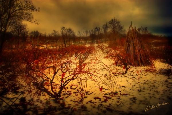 Nature
